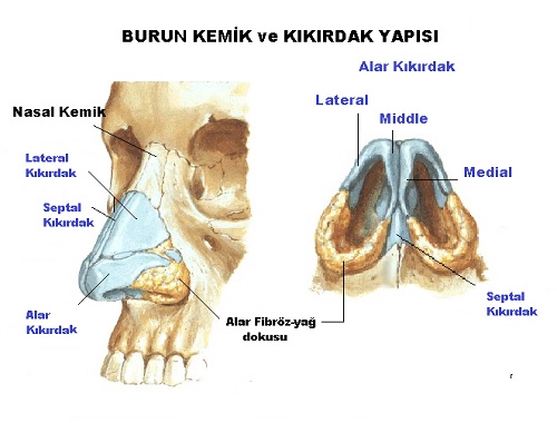 Burun-kikirdak-ve-kemik-yapisi.jpg
