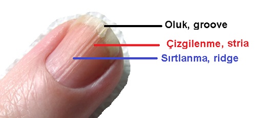 Tirnak-zerinde-cizgi-oluk-ve-sirtlanma.jpg
