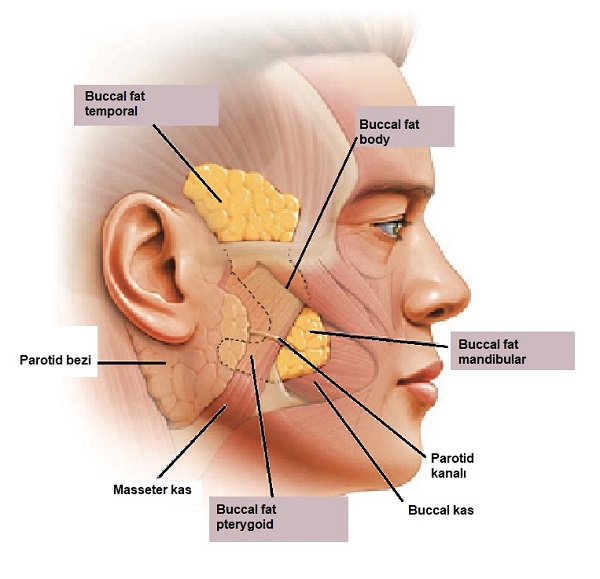 buccal_fat_pad_bukkal_yag_pedi_bisektomi.jpg