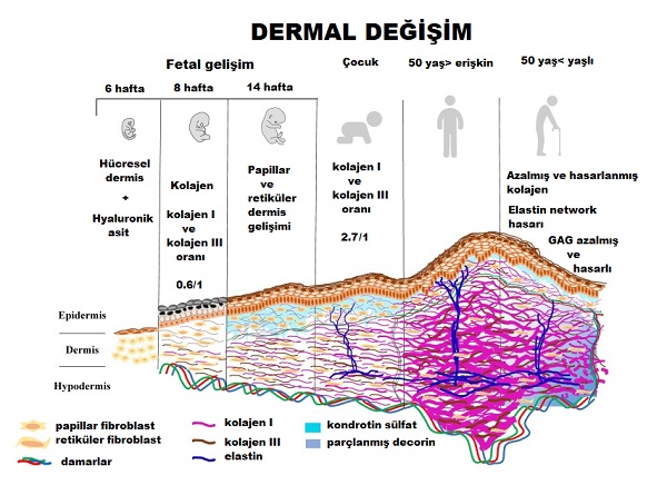 derinin_destek_dokusu_yaslanma_ve_elastin.jpg