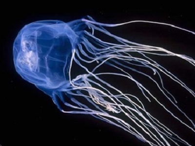 Deniz Canlılarının Neden Olduğu Cilt Reaksiyonları