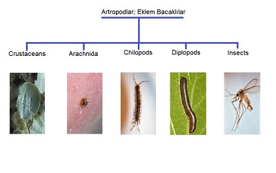 Eklem Bacaklılar (Artropodlar)