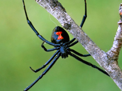Örümcekler ve Neden Olduğu Cilt Reaksiyonları
