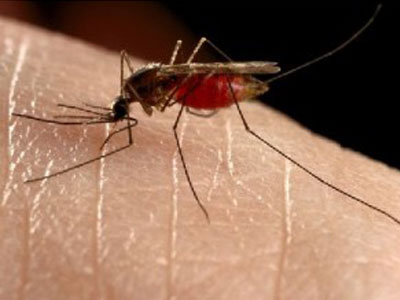 Sivrisinekler Neden Oldukları Cilt ve Bulaşıcı Hastalıklar
