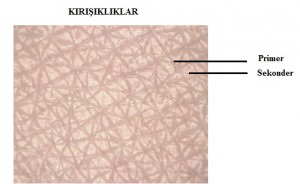 Deri ve Derinin Yapısı