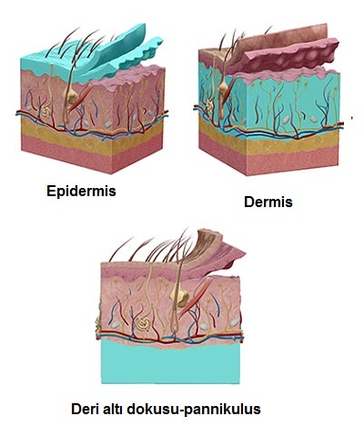 Deri ve Derinin Yapısı