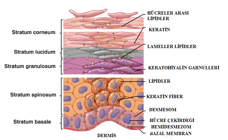 Deri ve Derinin Yapısı