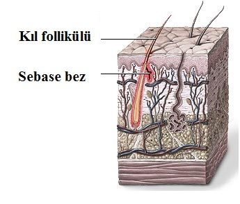 Deri ve Derinin Yapısı