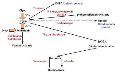 deri 08