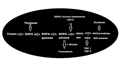 deri 09