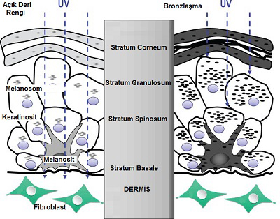 Deri Rengini Etkileyen İçsel Faktörler