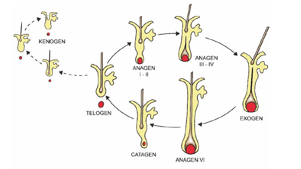 Anagen evre;kılın aktif büyüme evresidir.  ve 3 e ayrılmaktadır. En uzun evredir ve saçlı derideki kıların % 86 nından fazlası bu evrededir. Saçlı deride anagen 3-6 yıl sürmektedir. (vücut bölgelerine gore anagen evre değişmektedir. Örneğin bacalarda 19-26 hafta, kollarda 6-12 hafta ve saklada 4-14 hafta gibi) Proanagen Mesanagen Metanagen Catogen evre; büymenin ve kılın gerileme evresidir.Aslında bir geçiş evresidir. Kıl follikülünde hem yapısal hemde  kimyasal değişimler olmakta. Dermal papillada yukarı çekilmekte bulge seviyesine kadar gelmektedir. Normalde bulb derinliği 2-4 mm iken 0.25-0.5 mm derinliğe gerilemekte. Sonrada kıl kaybedilmektedir. Kılların catogen evreye girmesi travma, kimyasallar ve endojen hormonlar(Adrenocorticotropic hormon (ACTH) ve 17b-estradiol gibi) ile olabilmektedir. Telogen evre; dinleme evresi saçlı deride kılların %10 azı bu evrededeir.(gövdede %40-50) Bu oran 100.000 follikül sayısında günde 50-100 saçın günlük dökülmesini açıklamaktadır. Telojen evreye kılların girdiğinde kıl yapımıda duraktadır. Son hücreler yukarı çekilen kıla tutunmaktadır. Melanogenesisisn durması telojen kılın pigmentiz kök yapısına neden olmaktadır. buna “Club” denilmektedir.  Saçlı deride telojen 30-90 gün % 13 saçlı deride oranıdır. Exogen(teloptosis) evre; dökülme evreside denilmektedir. Telogen evreden follikül anagen evreye girerken saçların atıldığı evredir. Kenogen evre; bazı saç follikülerinde telogen evre sonundan önce kıl şaftı  follikülden atılmakta ve bu dönem de follikülde kıl olmamakta. Bu evreye kenogen evre denilmektedir.  Kenogen evre daha çok androgenetik alopeside görülmektedir.