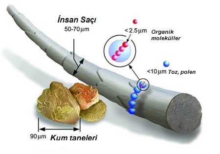 Saçın Anatomisi