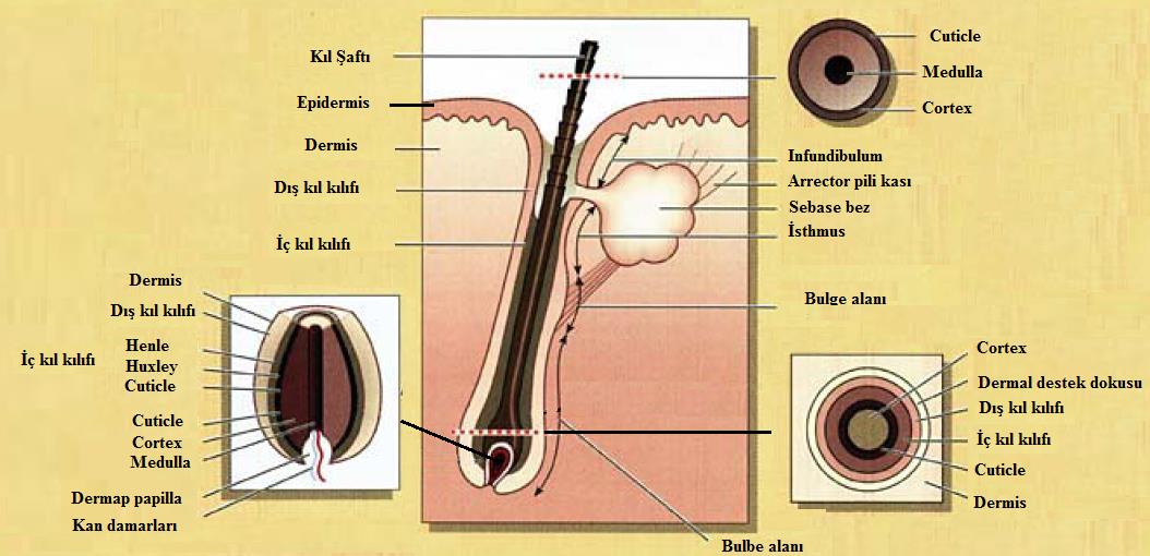 Saçın Anatomisi