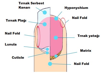 Tırnak Anatomisi