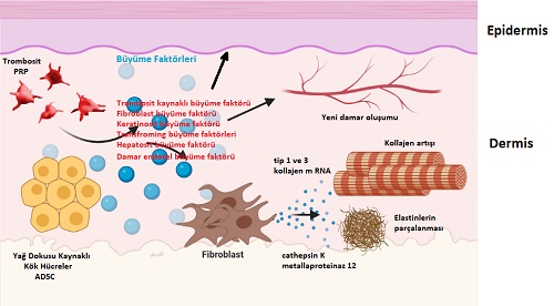 Derinin Fotoyaşlanması Yağ Doku Kaynaklı Kök Hücre Uygulaması 