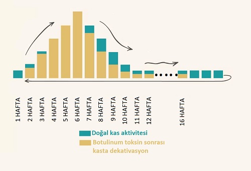 Botoks Etki Süresi Neden Değişiyor