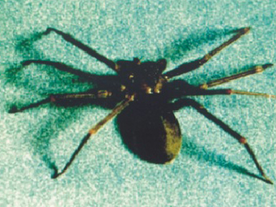 kemanci_orumcegi.jpg