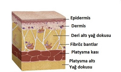 Boyun Derisi