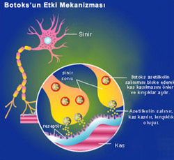 Botox'un Etki Mekanizması