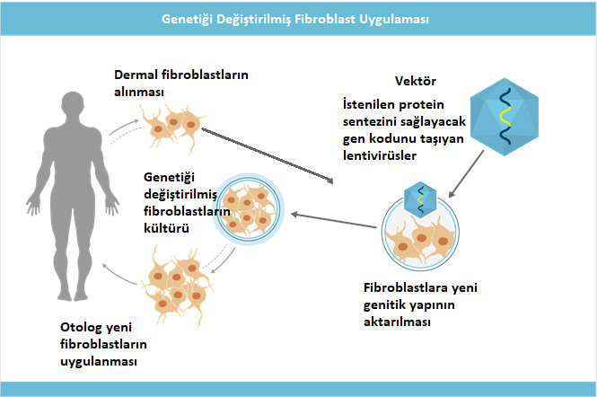 Otolog Fibroblast Hücre Tedavisi (Fibrocell)
