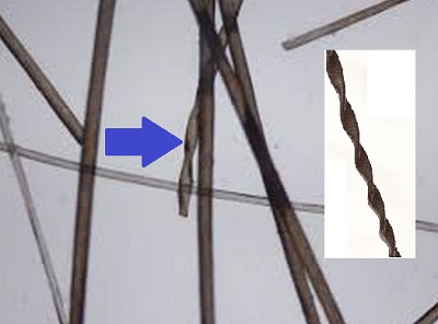 pili-torti-2.jpg