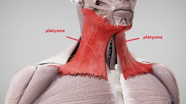 platysma_kasi.jpg