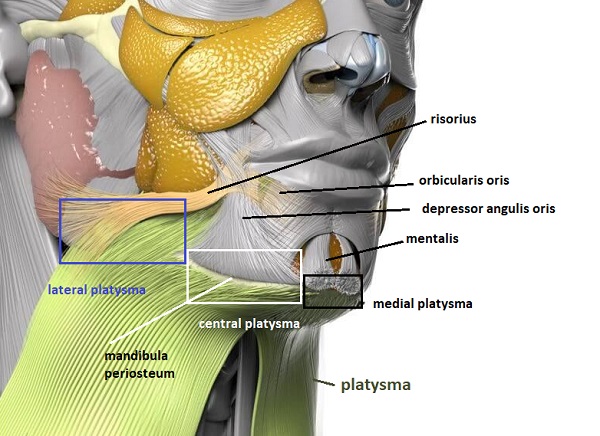 platysma_kasi_ve_yuz_altinda_sonlanmasi.jpg