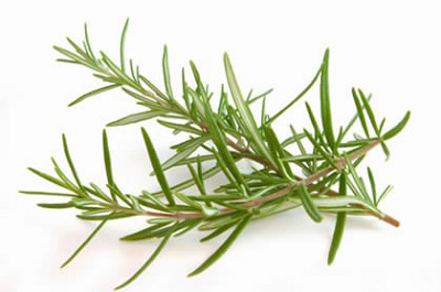 Biberiye (Rosemary, Rosmarinus Officinalis Linn.)