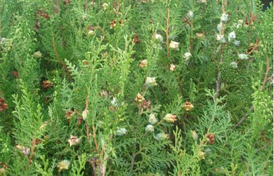 Doğu Mazısı (Thuja Oriantalis)