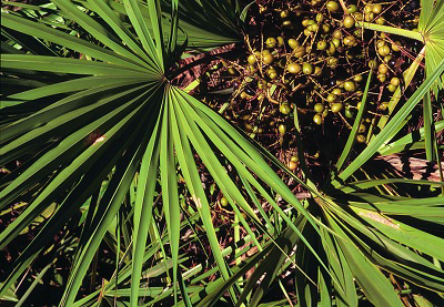 Saw Palmetto