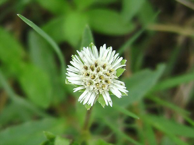 Yalancı Papatya (Eclipta Alba)