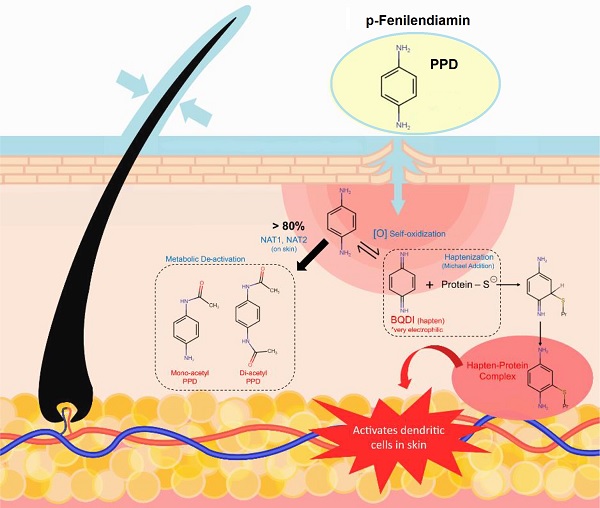 Saç Boyama Sağlık Riskleri