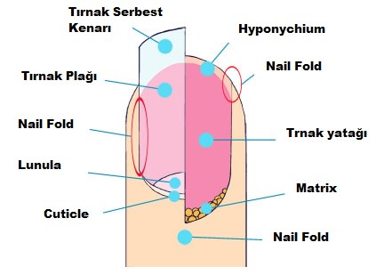 tirnak_anatomisi.jpg