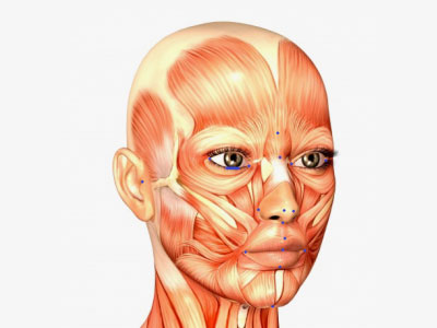 Yüzün estetik analizinde anatomik düzlemler, noktalar, alanlar
