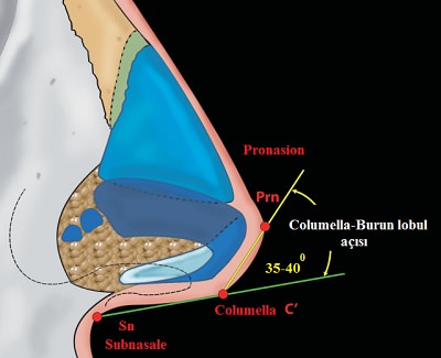 kolumella 05