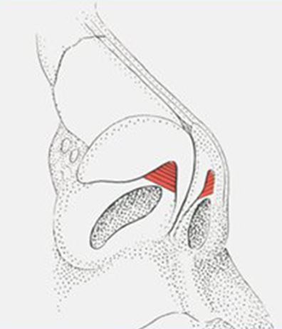 yumusak ucgen