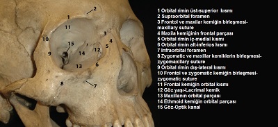 Yüzde Göz ve Göz Kapaklarının Estetik Analizi