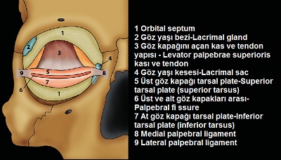 Yüzde Göz ve Göz Kapaklarının Estetik Analizi