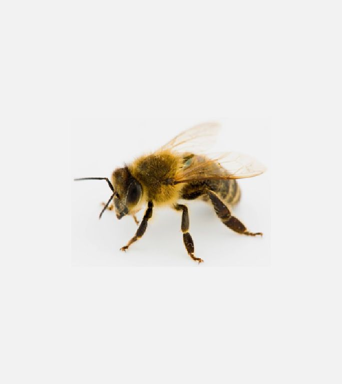 Bal arıları (Apis mellifera)