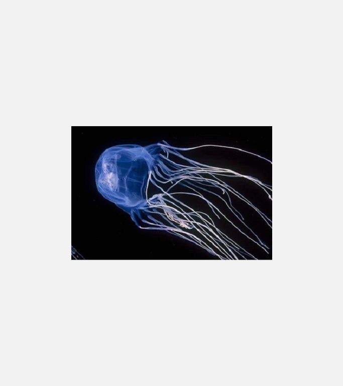 Box jellyfish