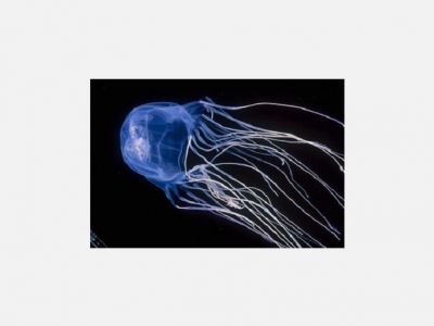 Box jellyfish