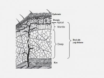 Deri Altı Yağ Dokusu