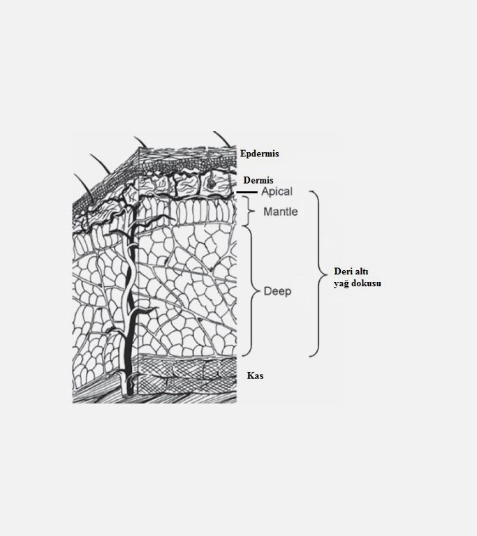 Deri Altı Yağ Dokusu