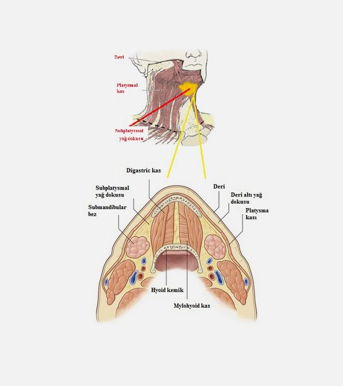 Çene altı ve Boyun Yağ Dokusu