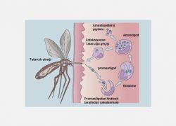 tatarcık sineği ve insanda layşmanya parazitlerinin yaşamsal döngüsü