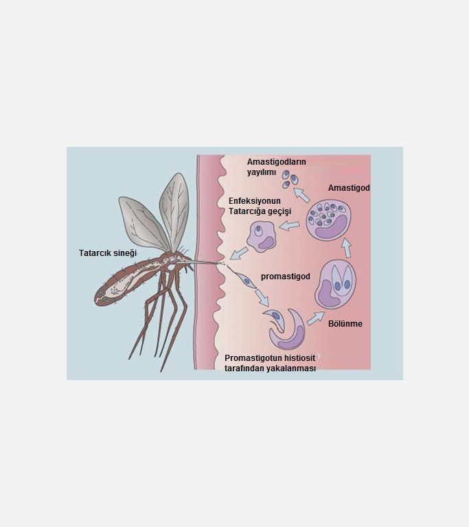 tatarcık sineği ve insanda layşmanya parazitlerinin yaşamsal döngüsü
